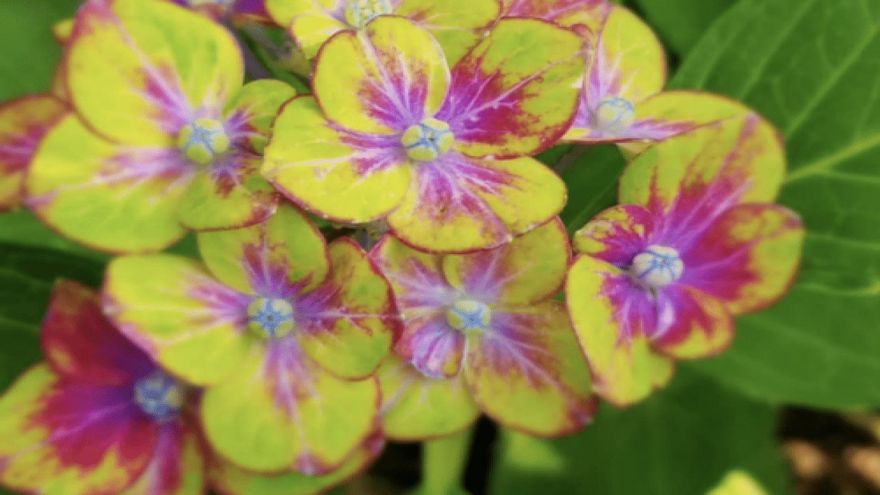 ‘Pistachio’ Hydrangeas Add The Perfect Pop Of Color To Your Garden