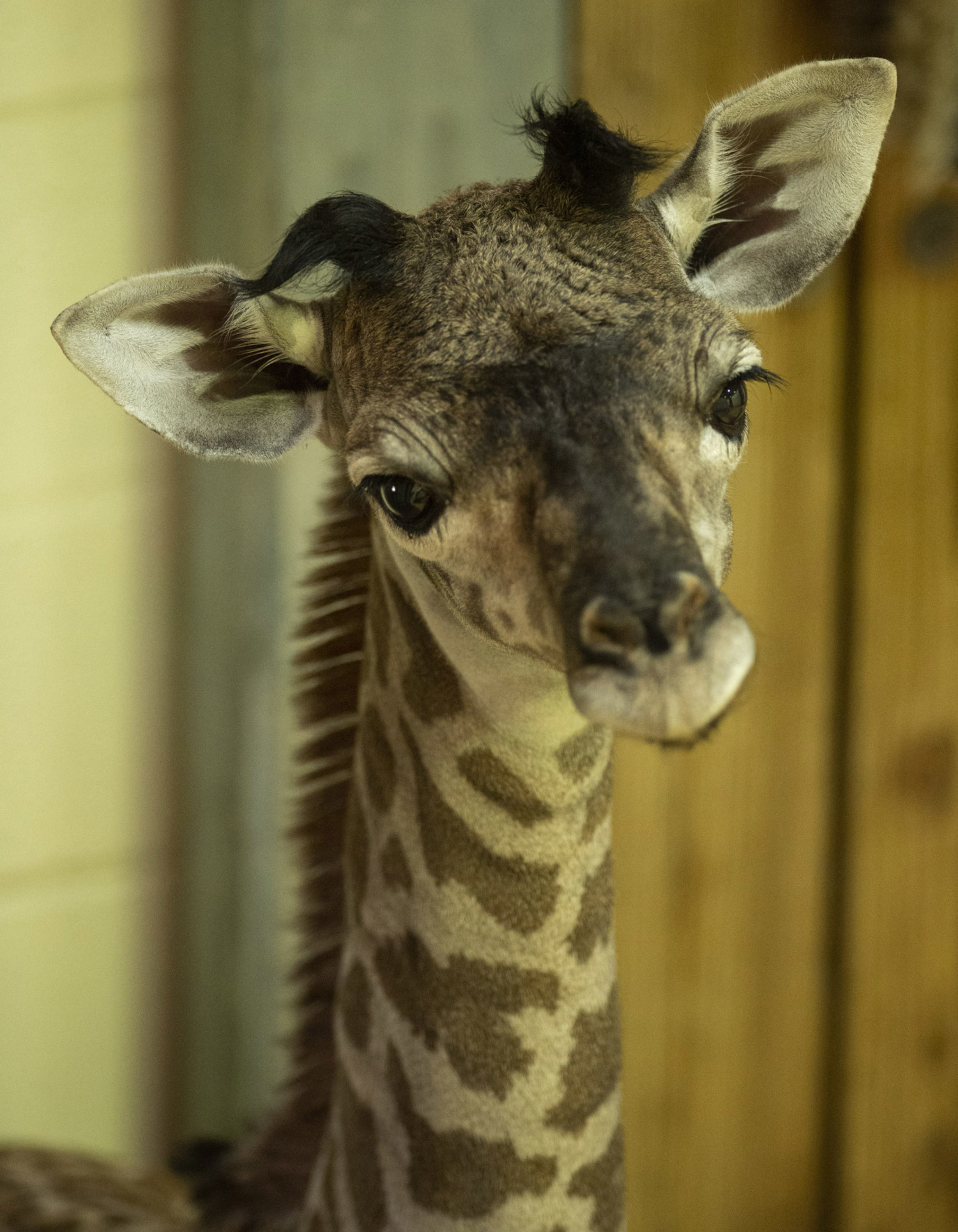 A Baby Giraffe Was Born At Disney’s Animal Kingdom