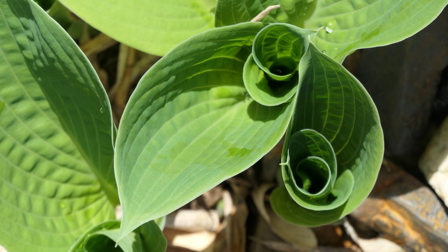 beautiful twisted hosta leaves in the sun