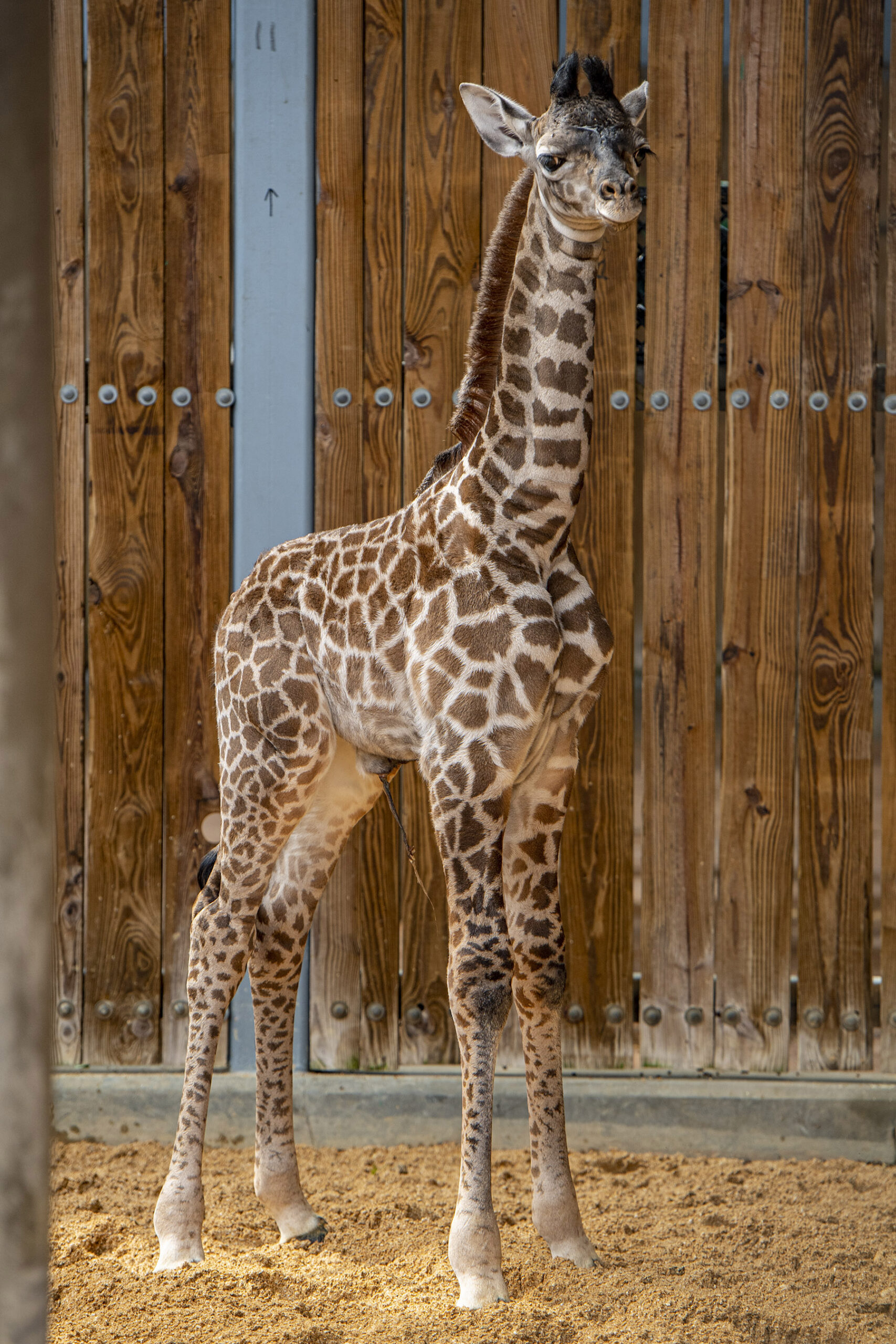 Giraffe Calf Disney World Animal Kingdom