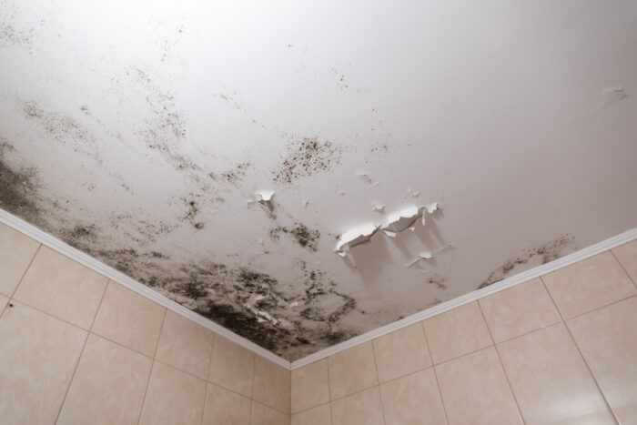 Mold Vs. Mildew: How To Tell The Difference And Get Rid Of Both