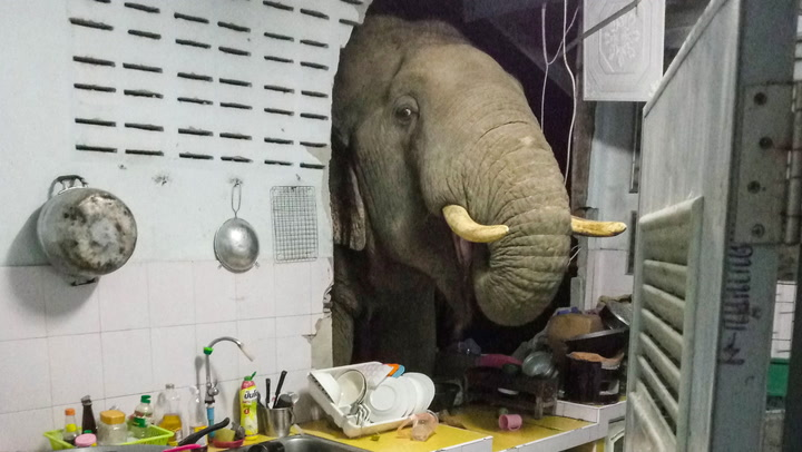 Elephant Broke Into Woman’s Kitchen In Search Of Snacks