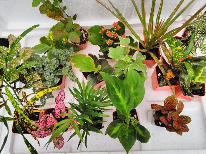 10 Indoor Plants Delivered Straight To Your Door From Amazon