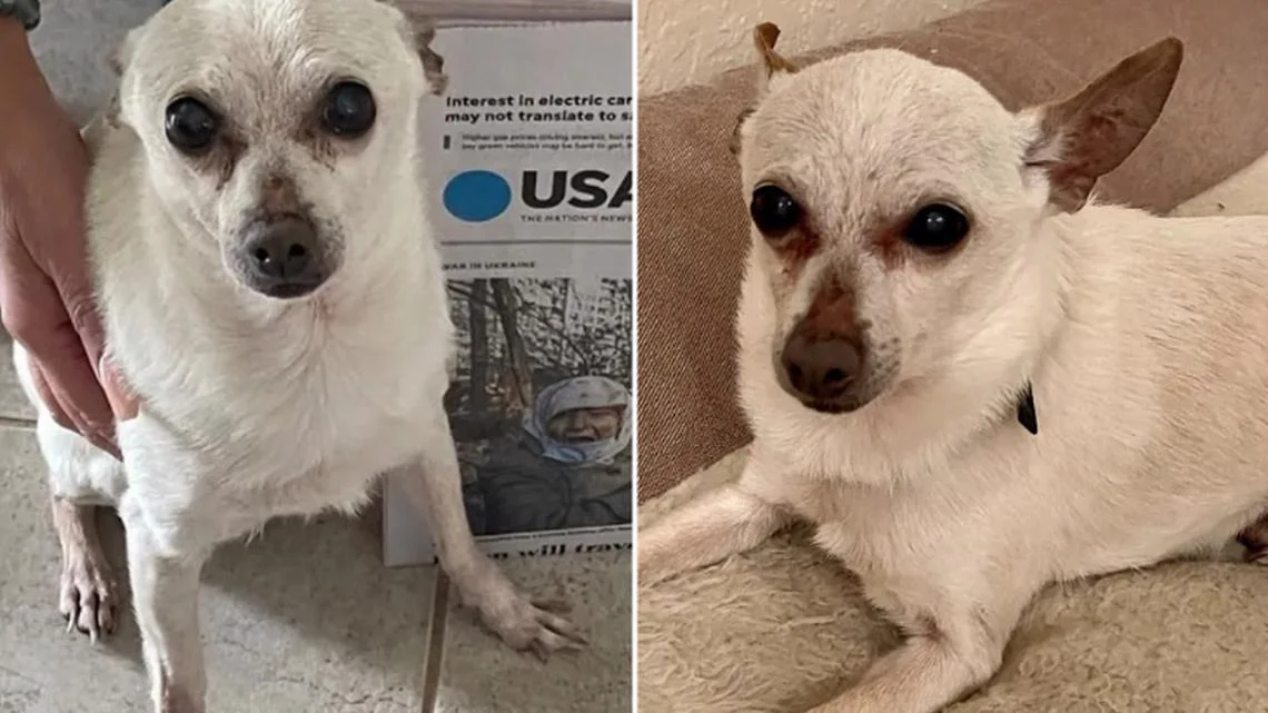The World’s Oldest Dog Is A Chihuahua Named After Toby Keith