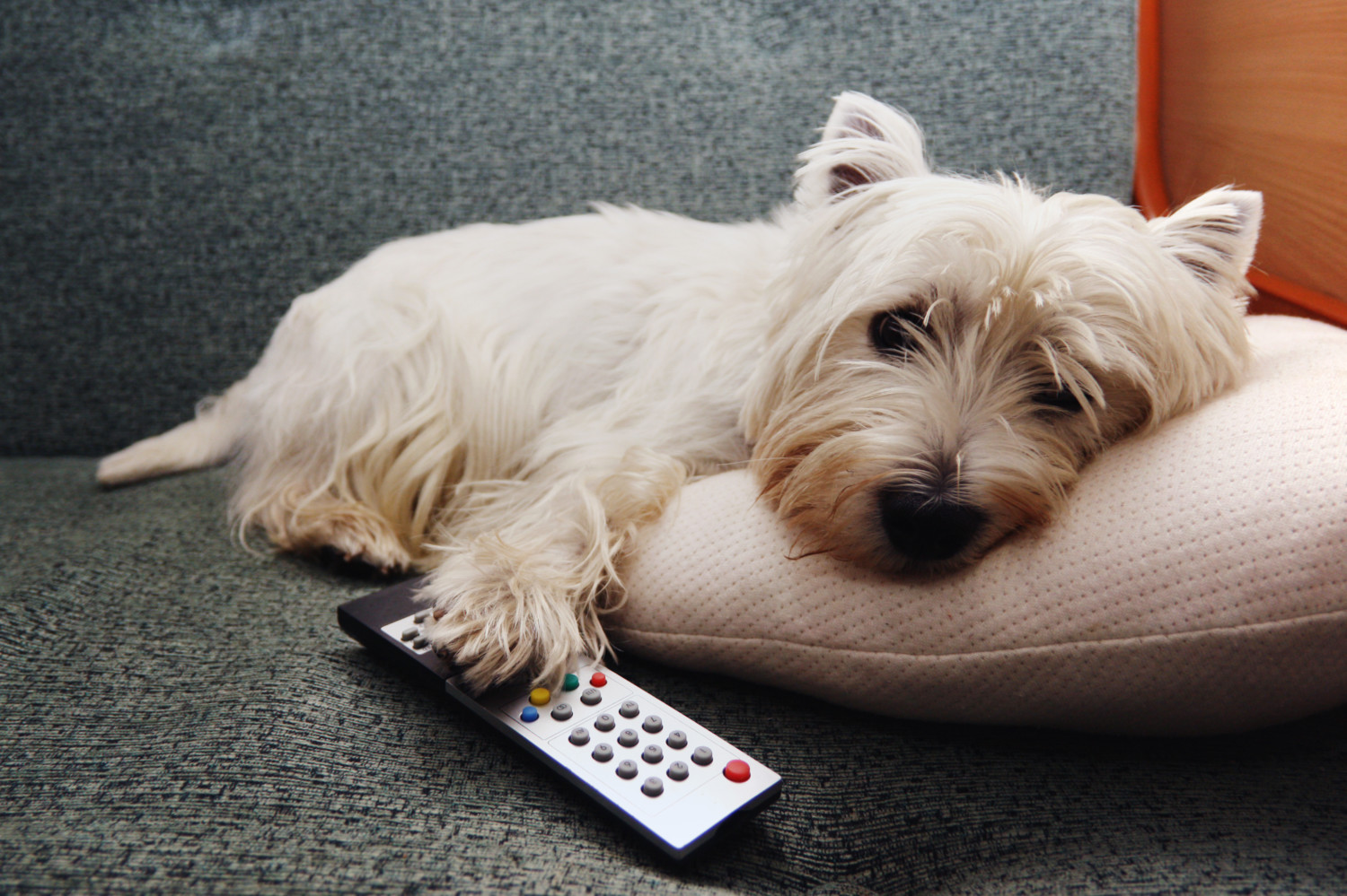 A tired dog rests on a pillow with the TV remote nearby.