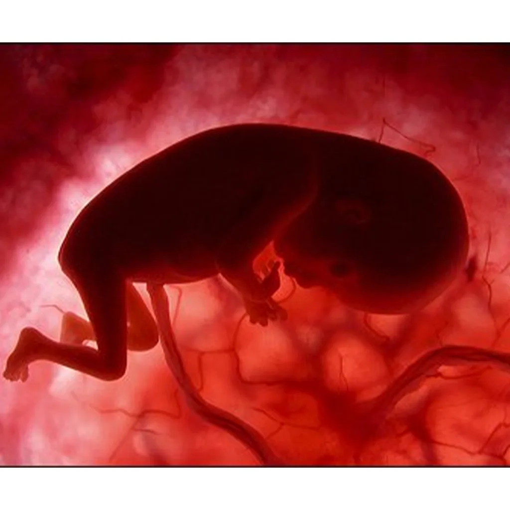Miracles of Life 30 Incredible Pictures of Human Development Inside the Womb