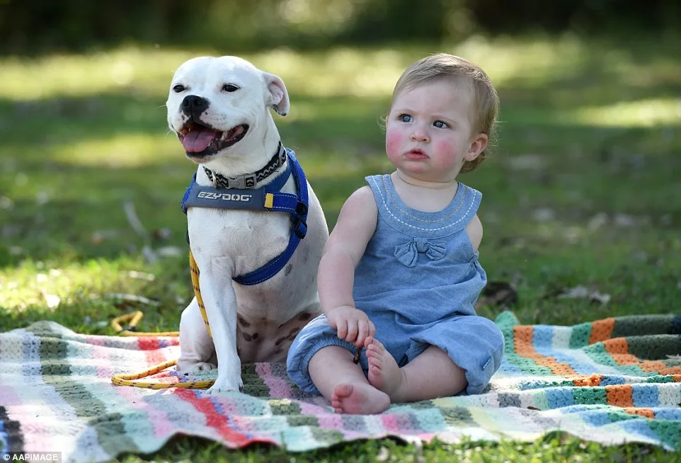 Special Relationship 2-Year-Old Girl with One Arm and 3-Legged Dog Form Unbreakable Friendship, Bringing Joy to Millions.